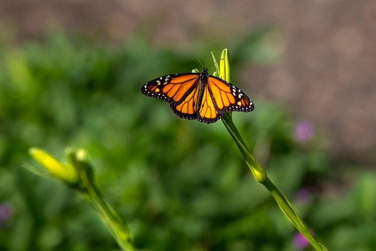 A monarch butterfly resting on the bud of a flower